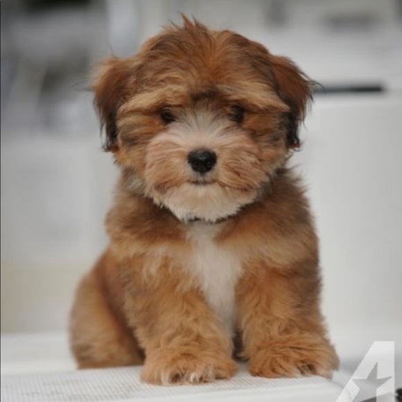 ๐I Wish You Happiness & Prosperity For 2020 ๐๐ - Picture 6 of 6